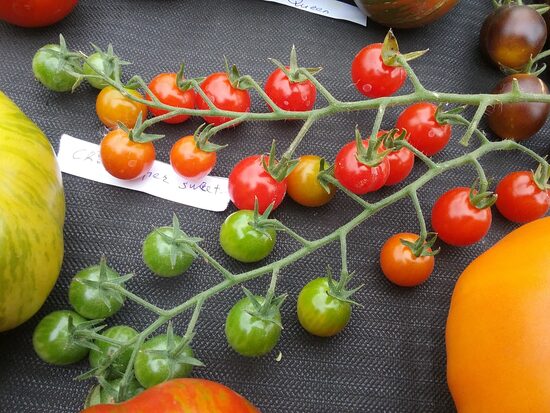 Супер Свит (Cherry super sweet, USA)